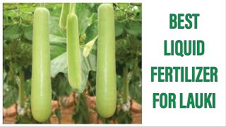 लिक्विड फर्टिलाइज़र का कमाल। BEST LIQUID FERTILISER FOR BOTTLE GOURD.