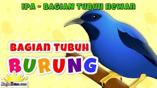 Pelajaran IPA - Mengenal Bagian Tubuh Burung dan Fungsinya