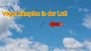 Vogelkampf kleiner Vogel schlägt großen Greifvogel in die Flucht \u0026 beschützt sein Nest Vögel kämpfen