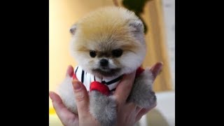 So cute and teacup Pomeranian!