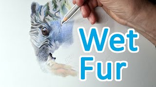 WET FUR - How to draw wet fur with colour pencil on Pastelmat. Polychromos and Derwent Drawing