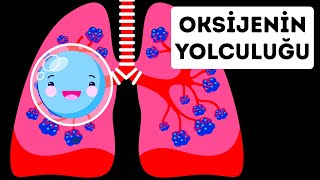 Oksijenin Vücudunuzdaki Yolculuğu