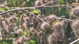 🌿 Exploring the Himalayan Treasure - Kuth (Saussurea lappa) 🌿