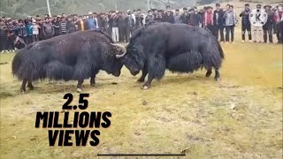 #bison_fight || jangli bhese