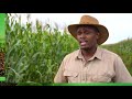 here s how gmo technologies help sinelizwi fakade farm better