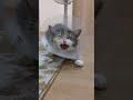 【音量注意】痛みで突然 鳴き叫ぶ猫　 shorts cat котенок