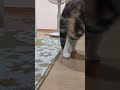 【音量注意】痛みで突然 鳴き叫ぶ猫　 shorts cat котенок