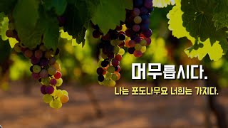 [부활 제5주일: 예수님 안에 머무르는 구체적인 방법, 포도나무와 가지]2024년 4월 28일(이병근 신부) 원당동 성당