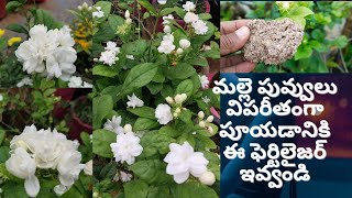 Jasmine plant growing tips/mallepuvvulu/jasmine fertilizer/Howtogrow more Jasmineflowers in telugu