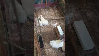 【烏骨鶏】大人チームの様子　落ち着いております💖🐔🐔🐔💖