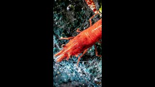 Amano Shrimp - Aquarium 4K VIDEO (ULTRA HD) 🐠 Sea  Animals With Relaxing Music