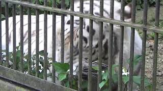 2021.5.30 宇都宮動物園☆ホワイトタイガーのアース王子_02