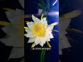 This flower blooms just for one🙏subscribe🙏@NINHO the Nest night#short#plantcare#dragonfruit#flowers