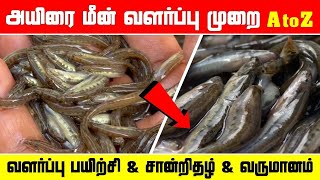 Ayira Meen | அயிரை மீன் வளர்ப்பு முறை | TINY FISHES | Hello Madurai Tv