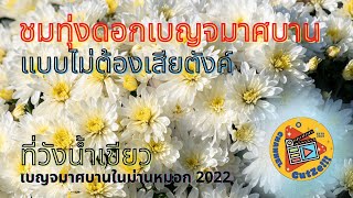 Cutze EP.12 : ชมทุ่งเบญจมาศบาน ในม่านหมอกสุดอลัง ที่วังน้ำเขียว 2565