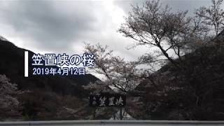 笠置峡の桜 2019年4月12日 4K