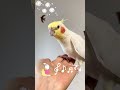 小鳥の歌♪ オカメインコ インコ parrot インコ動画 birds