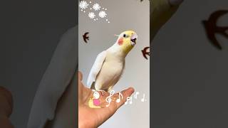 小鳥の歌♪ #オカメインコ #インコ #parrot #インコ動画 #birds