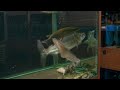 goliath tiger fish eat silver arowana