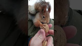 Воспитанная белка / A well-mannered squirrel