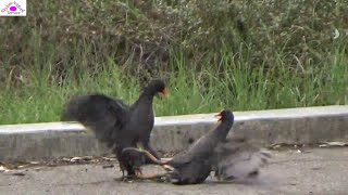 Every Moorhen is a great fighter