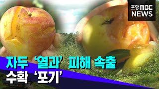 긴 장마로 자두 '열과' 속출...수확 '포기'