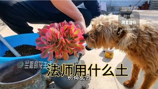 两年前的高端货今年地板价，法师美杜莎粉女巫我就用园土种