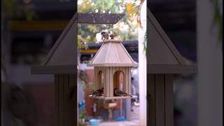 Build Your OWN Simple Wooden Bird Feeder At Home!