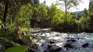 Die Innerste, ein lebhafter Gebirgsbach im Oberharz