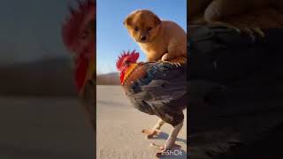 funny cutest Dog🥰[ unique animals 79 ]#shorts #оценкаканалов #приколы #coub #реакция#funnyvideo(5)