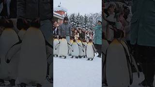 Cute Penguin Walk in Japan - Asahiyama Zoo