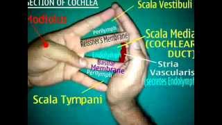 ENT EASY-INNER EAR-COCHLEA- MAKE YOUR OWN COCHLEA SECTION HAND MODEL-Dr.Vijayagovindarajan