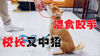 4个月滚滚喂食咬手，校长惨遭殃，习惯慢慢有在好转【犬道app】