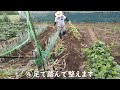 トウモロコシの簡単な撤去作業と有効な再利用方法【秋冬野菜の準備】2022年8月6日　8月20日