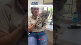 Rescue baby snow leopard #snowleopards #pets #rescue #animals #shorts