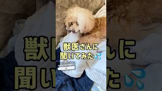 逆くしゃみか気管虚脱かどっち？違いがコワ😱【犬の気になる症状】#shorts#逆くしゃみ#気管虚脱#咳