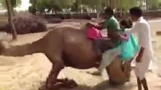 Couple falling from camel