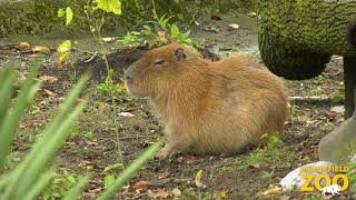 Capybaras