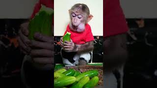 Amazing Baby Monkey Jooy Like and Loudly Sound Eating Cucumber Vegetable