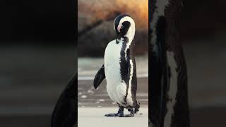 cute penguin video   / animal life / animal lover 🐈🐈