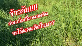 ข้าวล้มต้องทำอย่างไร จะได้ผลผลิตไหม? แก้ไขยังไง? @by9742 (EP.212)