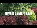 TOMATE DE MATA BAJA | Siembra, Almácigo, Repicado y Plantación