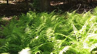 Fern  grass