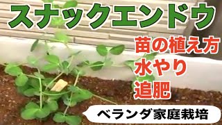 #1.スナックエンドウ【苗の植え方、水やり、追肥、支柱】