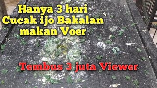 Tiga hari Cucak ijo sudah makan Voer || PSJ BF (Padepokan StarJak's Jawa)