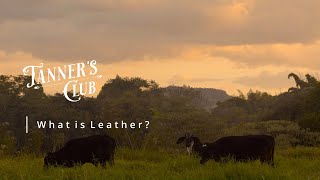 What is Leather? | Leather Tips \u0026 Hints | Leather 101