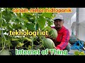 cara tanam melon hidroponik berbasis teknologi iot Internet of Thing @masterhidroponik