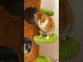 貓咪小院的貓真的好喜歡湊熱鬧！ 😂 pets 喵 cat 流浪猫