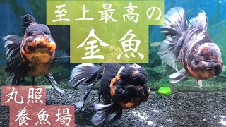 丸照養魚場【弥富の金魚屋】Gold Fishshop〜高級ゾーン〜2021年7月