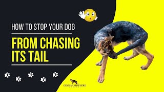 How to Stop Your Dog from Chasing Its Tail